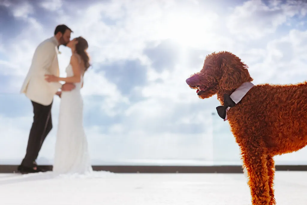 Wedding couple kissing with their poodle dog wearing bow tie at Cancun Riviera Maya destination wedding photography session