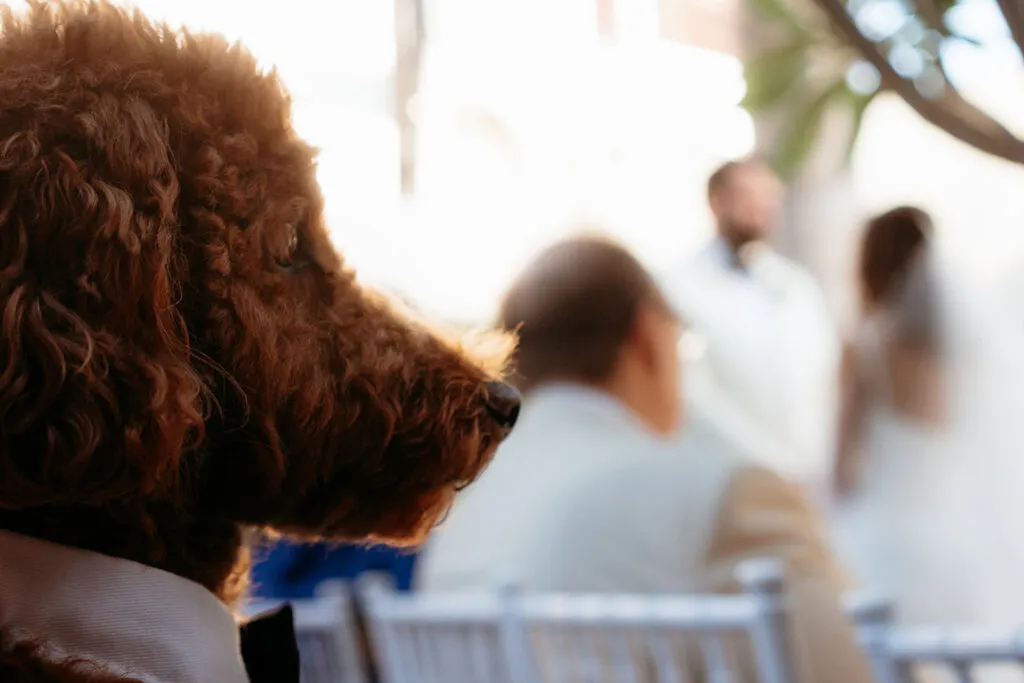 Fluffy dog watching wedding ceremony in Cancun with bride and groom blurred in background at Riviera Maya venue