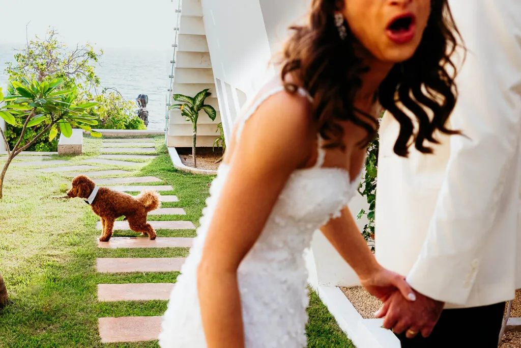 Bride in white dress reacts with surprise as small dog photobombs wedding ceremony in Cancun Riviera Maya Mexico